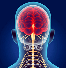 Reprezentarea canalelor nervoase ale coloanei cervicale